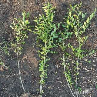 高度40厘米金叶水蜡