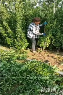 高度155厘米北海道黄杨柱