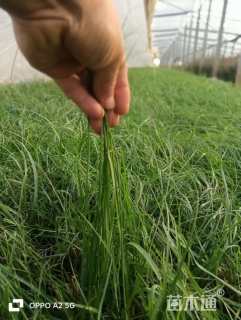 高度35厘米小兔子狼尾草