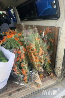 高度40厘米鹦鹉嘴百脉根
