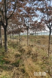 10公分千头椿