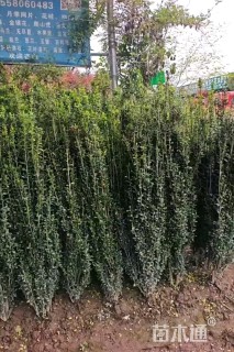 高度100厘米直立冬青