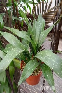高度30厘米洒金一叶兰