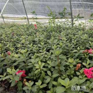 高度10厘米西洋杜鹃