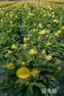 高度20厘米麦秆菊