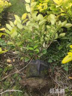 高度35厘米金森女贞