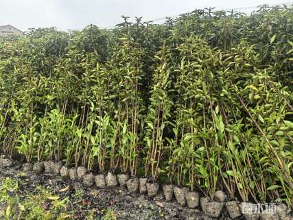 高度150厘米法国冬青