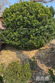 冠幅1.8厘米大叶黄杨球