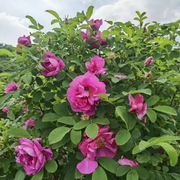 高度80厘米四季玫瑰