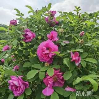 高度80厘米四季玫瑰