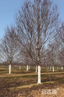 30公分美国红枫