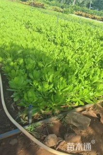 高度20厘米草海桐