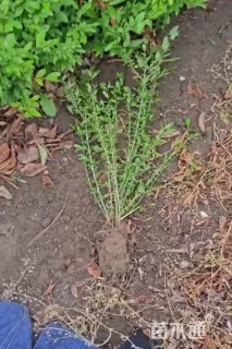 高度40厘米水蜡