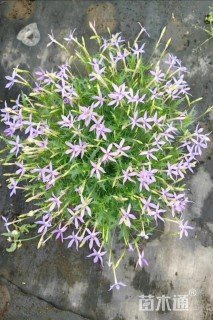 高度30厘米彩星花