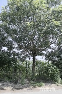 20公分国槐