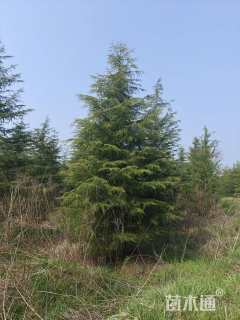 高度1000厘米雪松