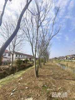 8公分(3杆)丛生栾树