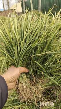 高度20厘米细叶麦冬草