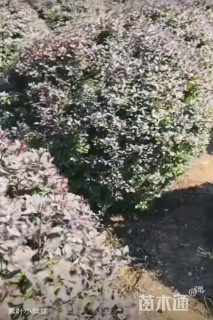 冠幅80厘米紫叶小檗球
