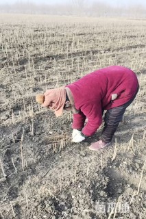 高度20厘米银杏小苗