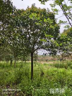 15公分大叶女贞