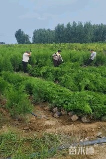 高度200厘米侧柏