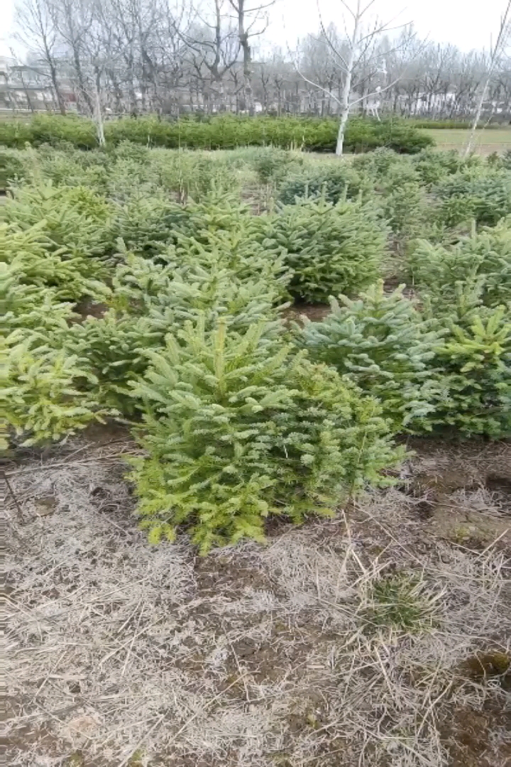 高度100厘米云杉小苗