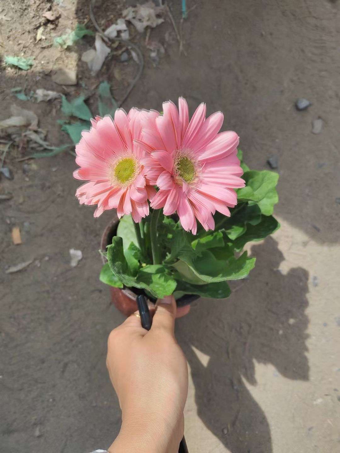 高度30厘米非洲菊