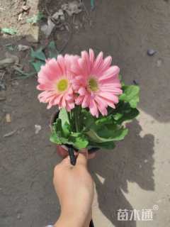 高度30厘米非洲菊