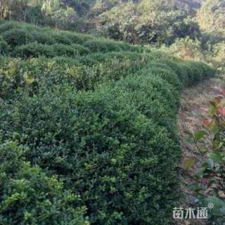 高度60厘米龟甲冬青