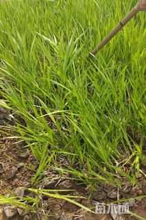 高度30厘米水菖蒲