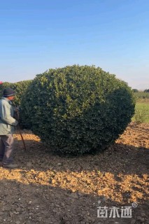冠幅180厘米大叶黄杨球