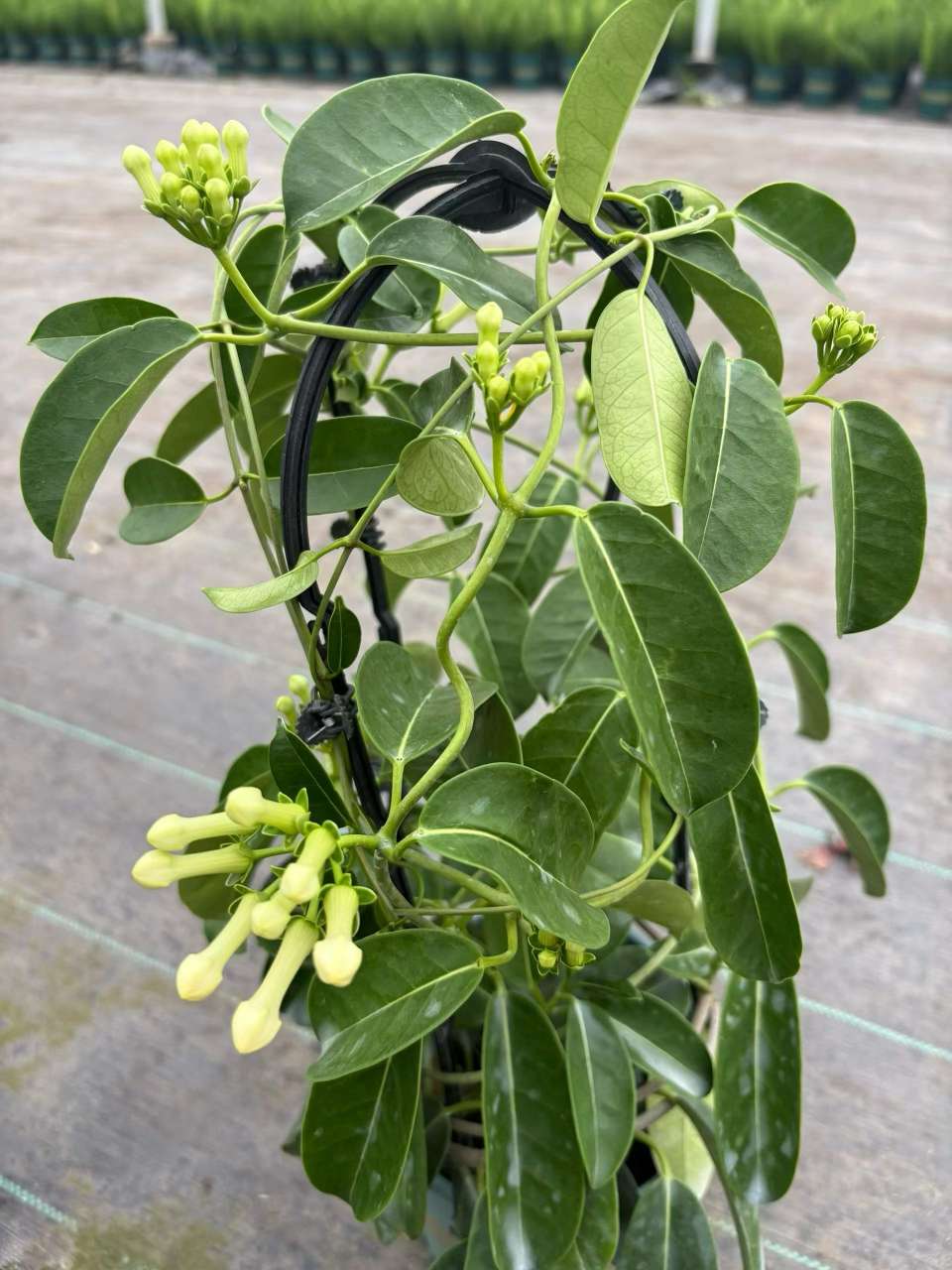 高度40厘米茉莉花