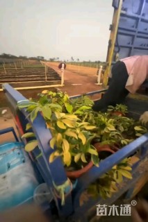 高度30厘米花叶鸭脚木