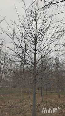 15公分美国红枫