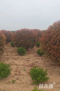 冠幅200厘米红叶石楠球