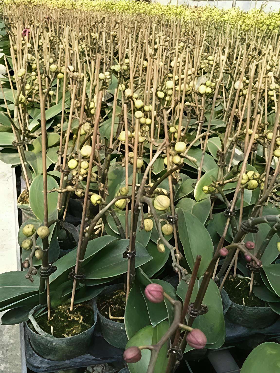 高度20厘米蝴蝶兰