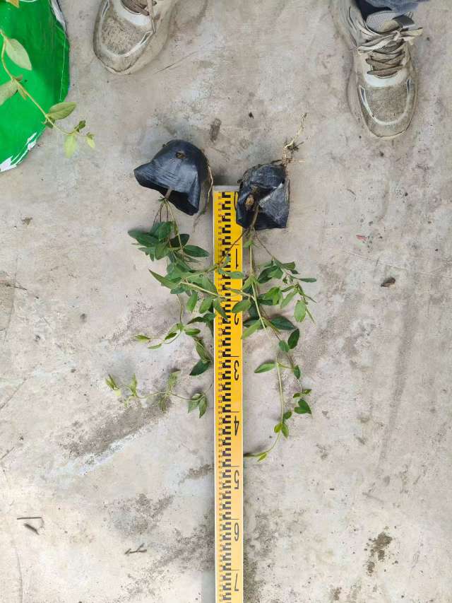 30厘米金银花