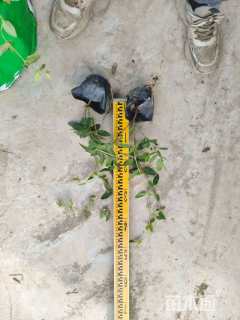30厘米金银花