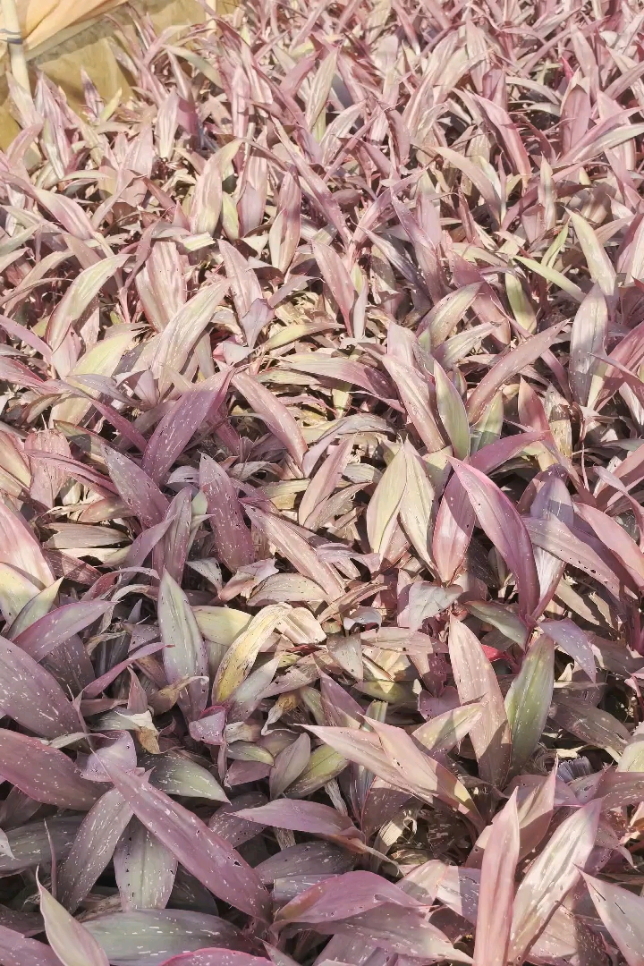 高度30厘米红叶朱蕉
