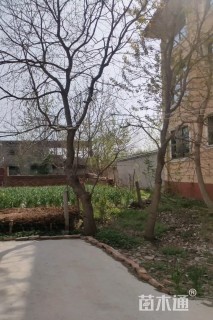 25公分乌桕