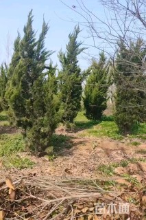 高度190厘米龙柏