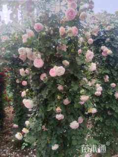 150厘米藤本月季