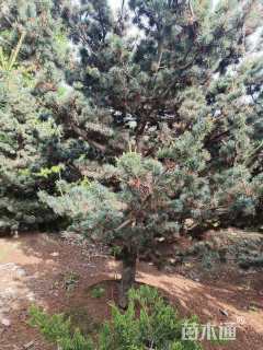 10公分造型五针松