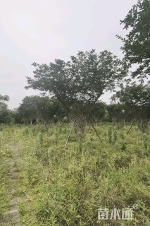 16公分紫薇