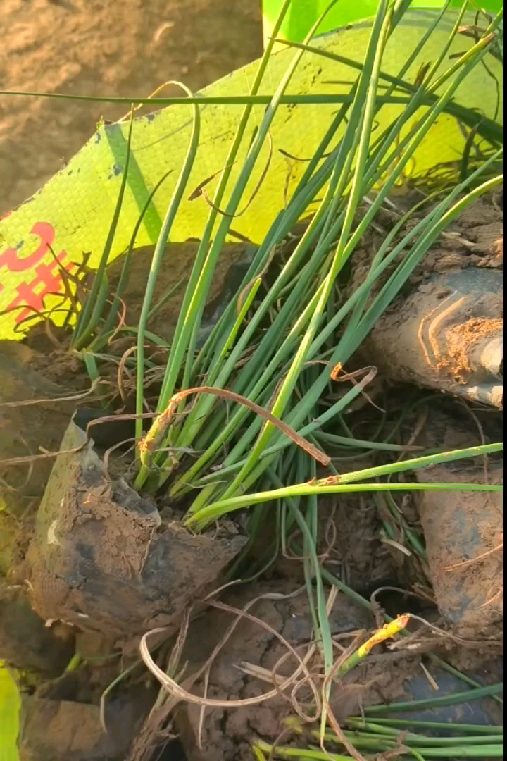 高度30厘米白花葱兰