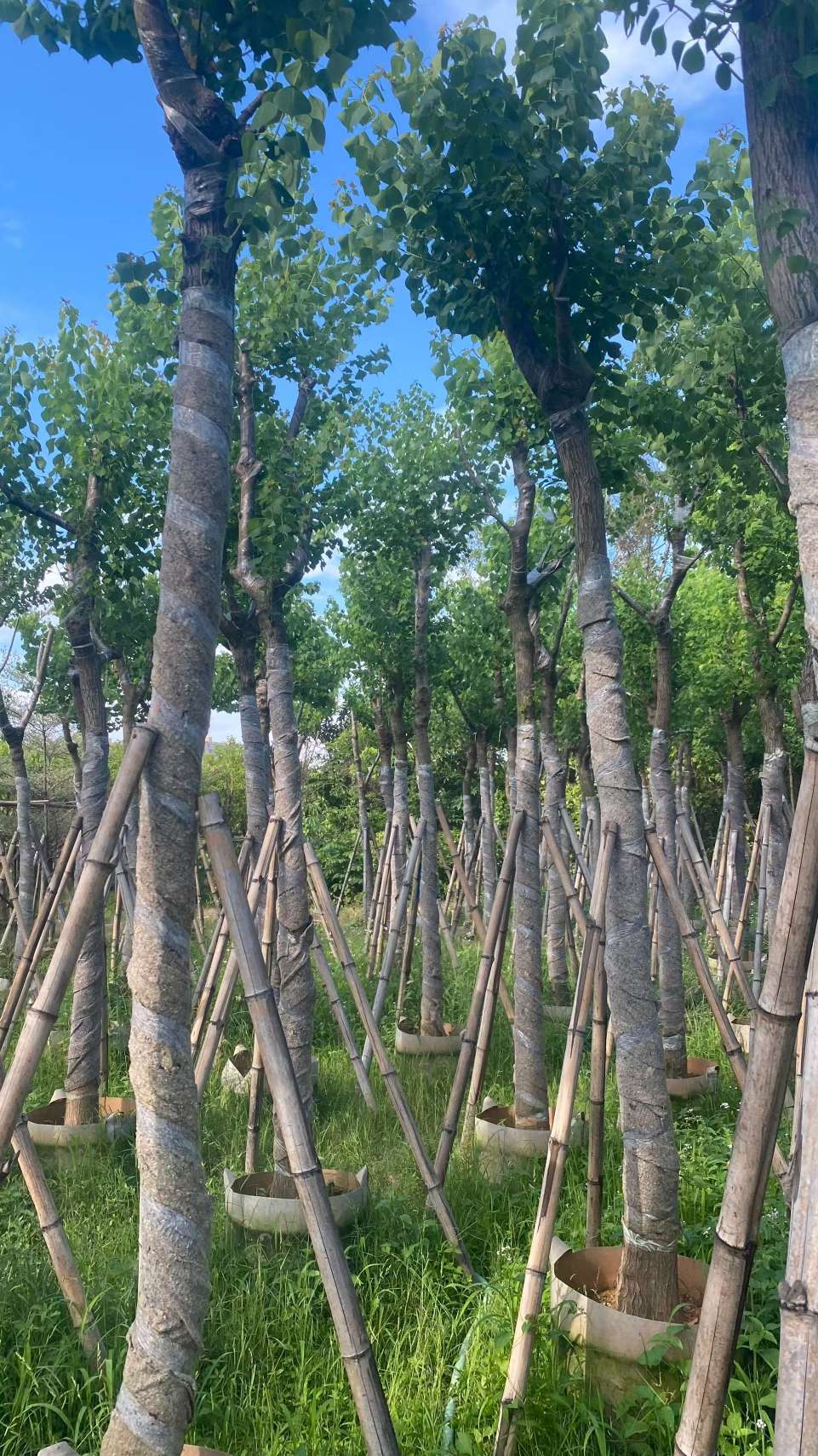 10公分乌桕