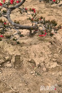 高度120厘米贴梗海棠