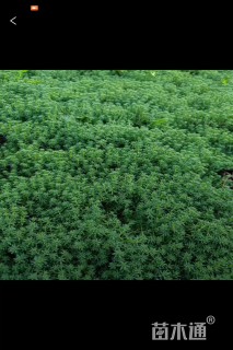 高度10厘米中华景天