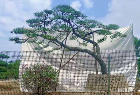 高度500厘米黑松